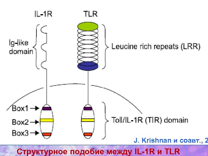 J. Krishnan и соавт. , 2 Структурное подобие между IL-1 R и TLR 