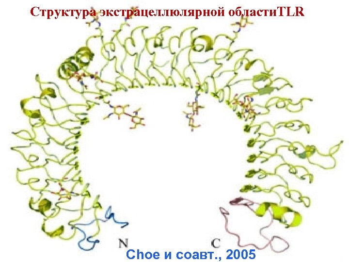 Структура экстрацеллюлярной области. TLR Choe и соавт. , 2005 