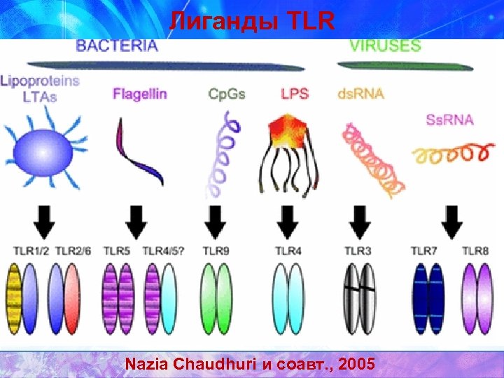 Лиганды TLR Nazia Chaudhuri и соавт. , 2005 