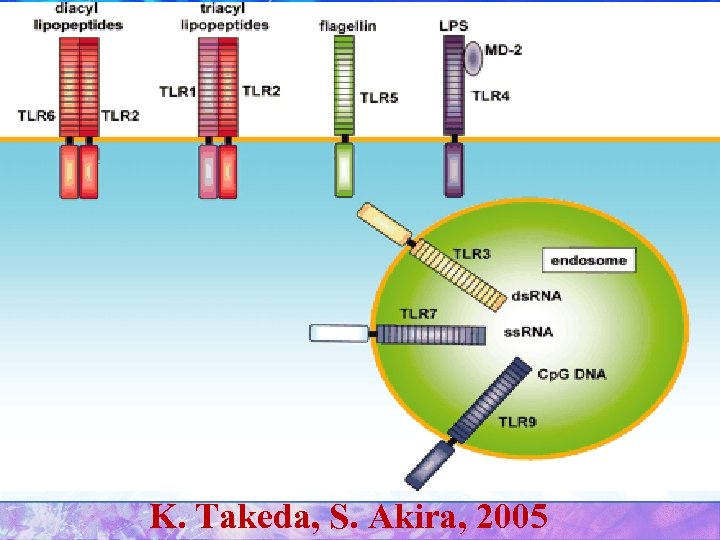 K. Takeda, S. Akira, 2005 