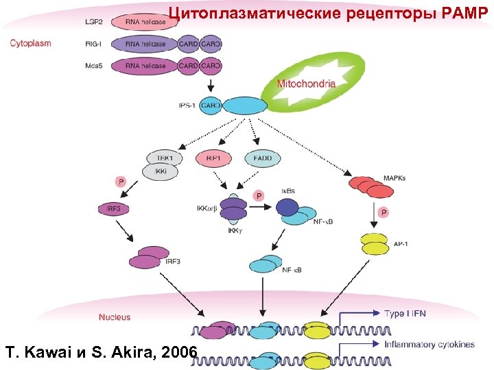 Цитоплазматические рецепторы РАМР T. Kawai и S. Akira, 2006 