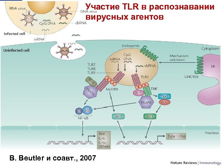 Участие TLR в распознавании вирусных агентов B. Beutler и соавт. , 2007 