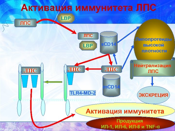 Активация иммунитета ЛПС LBP ЛПС ЛПС s. CD 14 ЛПС Липопротеиды высокой плотности Нейтрализация