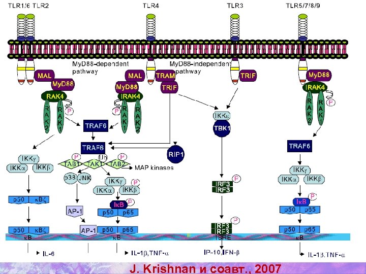 J. Krishnan и соавт. , 2007 