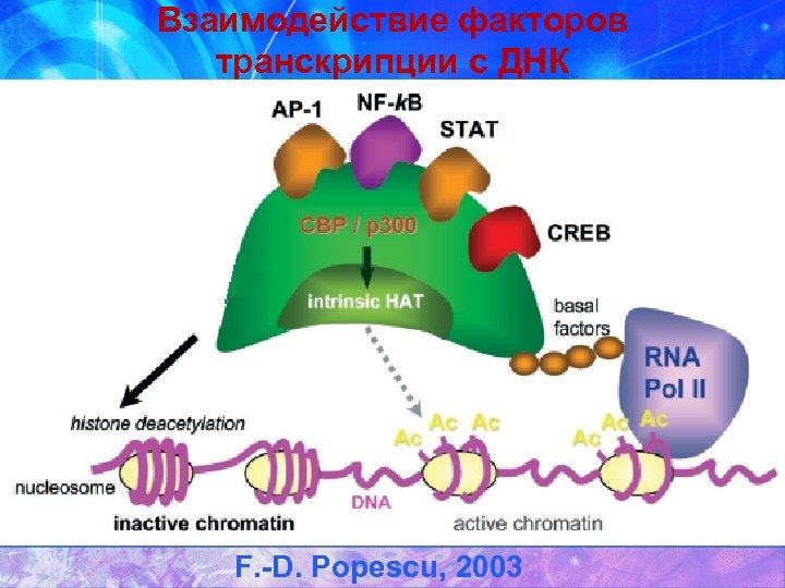 Взаимодействие факторов транскрипции с ДНК F. -D. Popescu, 2003 