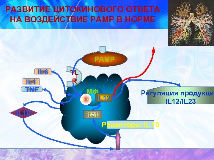 РАЗВИТИЕ ЦИТОКИНОВОГО ОТВЕТА НА ВОЗДЕЙСТВИЕ РАМР В НОРМЕ РАМР IL 6 IL 1 TNF