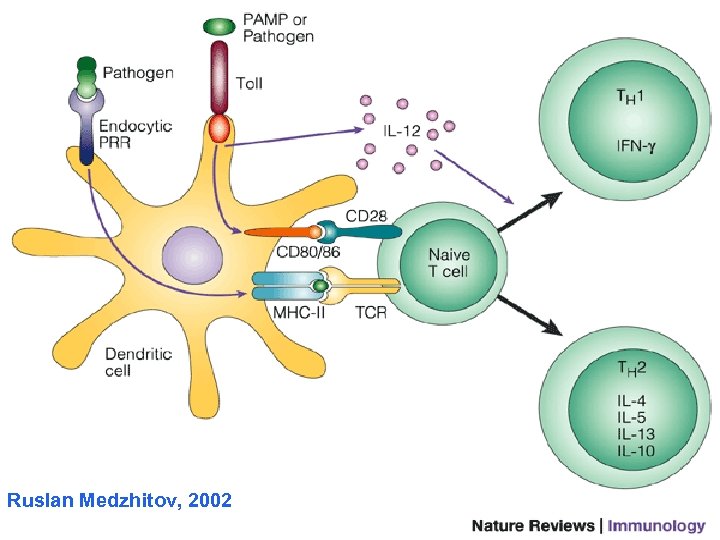Ruslan Medzhitov, 2002 