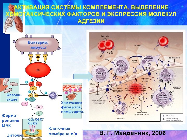 АКТИВАЦИЯ СИСТЕМЫ КОМПЛЕМЕНТА, ВЫДЕЛЕНИЕ ХЕМОТАКСИЧЕСКИХ ФАКТОРОВ И ЭКСПРЕССИЯ МОЛЕКУЛ АДГЕЗИИ Бактерии, вирусы Опсонизация Формирование