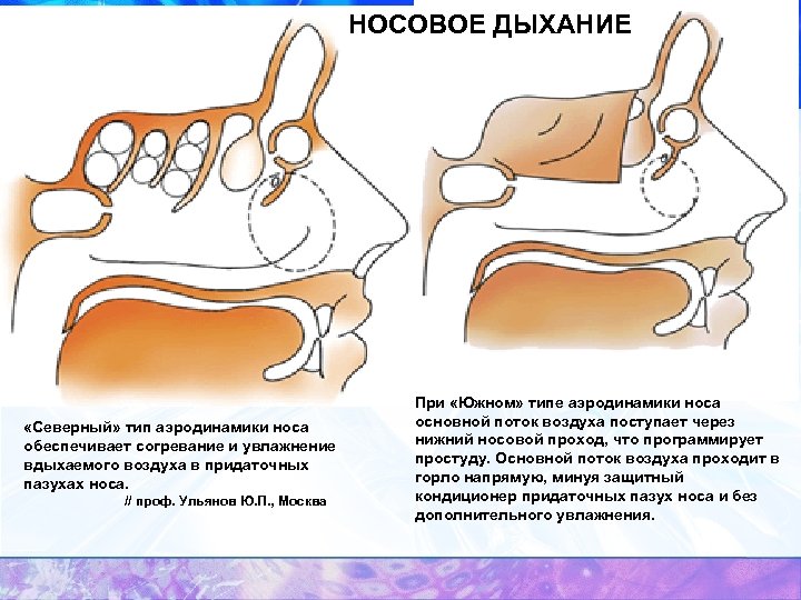 НОСОВОЕ ДЫХАНИЕ «Северный» тип аэродинамики носа обеспечивает согревание и увлажнение вдыхаемого воздуха в придаточных