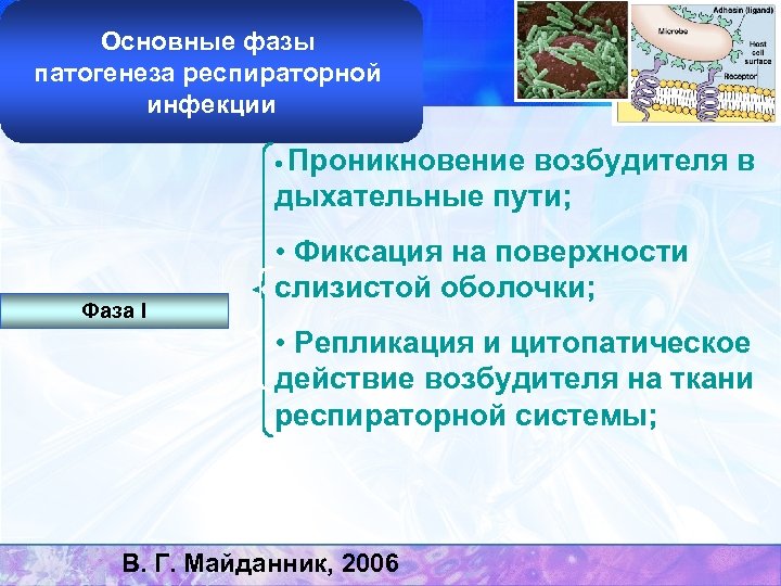 Основные фазы патогенеза респираторной инфекции Проникновение возбудителя в дыхательные пути; • Фаза I •