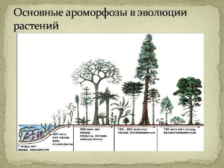 Основные ароморфозы в эволюции растений 