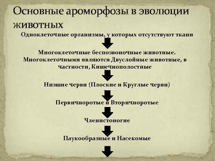 Основные ароморфозы в эволюции животных Одноклеточные организмы, у которых отсутствуют ткани Многоклеточные беспозвоночные животные.