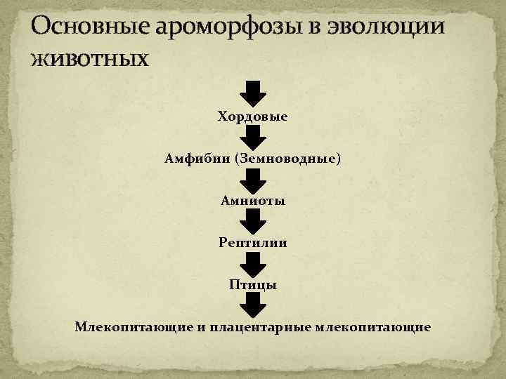 Основные ароморфозы в эволюции животных Хордовые Амфибии (Земноводные) Амниоты Рептилии Птицы Млекопитающие и плацентарные