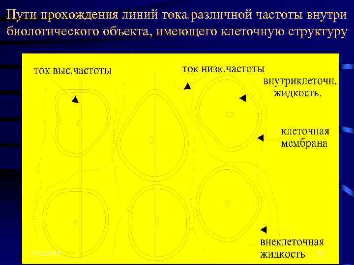 Пути прохождения линий тока различной частоты внутри биологического объекта, имеющего клеточную структуру 17. 02.