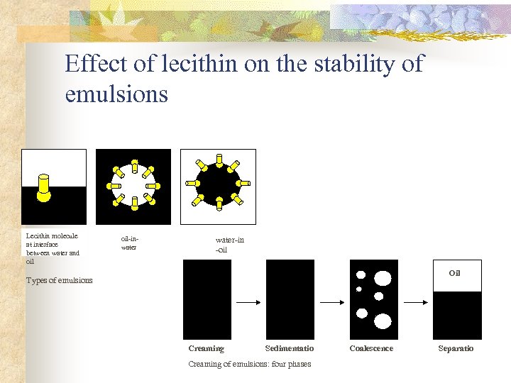 Effect of lecithin on the stability of emulsions Lecithin molecule at interface between water