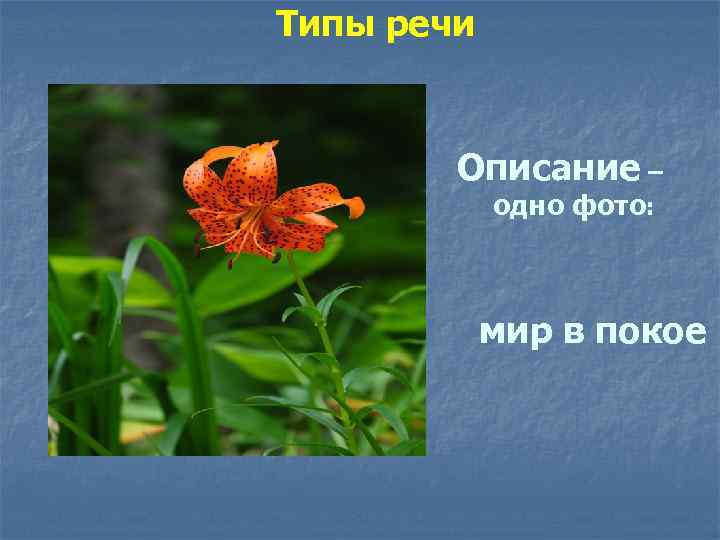 Типы речи Описание – одно фото: мир в покое 