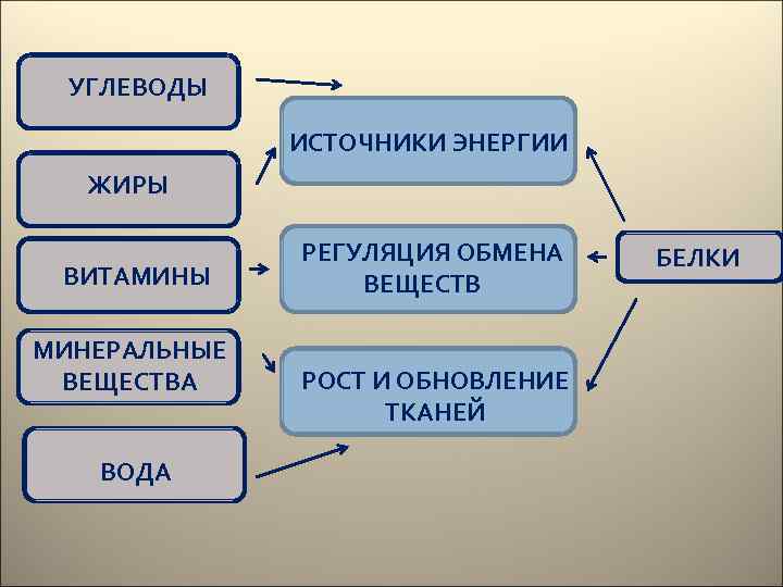 УГЛЕВОДЫ ИСТОЧНИКИ ЭНЕРГИИ ЖИРЫ ВИТАМИНЫ МИНЕРАЛЬНЫЕ ВЕЩЕСТВА ВОДА РЕГУЛЯЦИЯ ОБМЕНА ВЕЩЕСТВ РОСТ И ОБНОВЛЕНИЕ