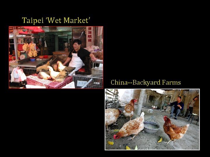 Taipei ‘Wet Market’ China--Backyard Farms 