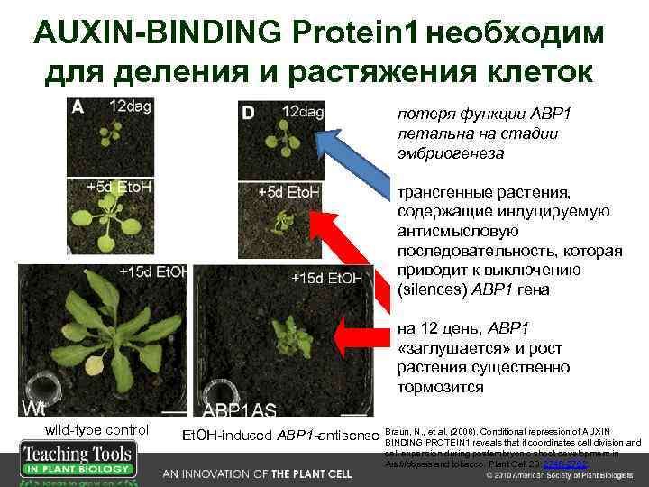 AUXIN-BINDING Protein 1 необходим для деления и растяжения клеток потеря функции ABP 1 летальна