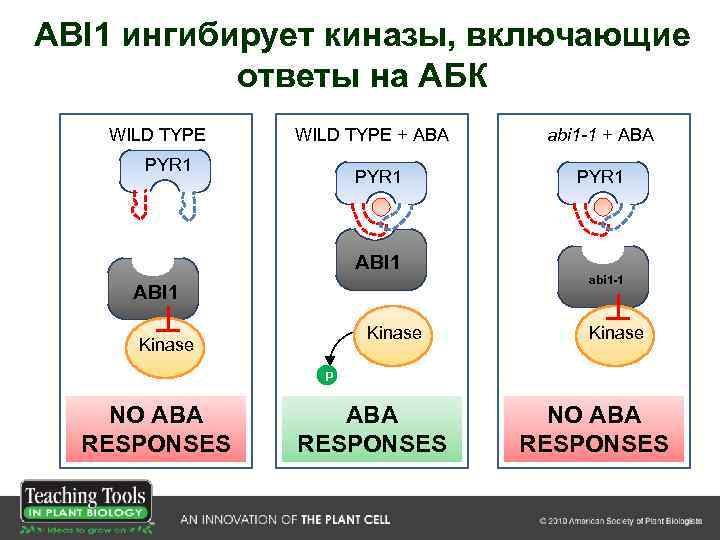 ABI 1 ингибирует киназы, включающие ответы на АБК WILD TYPE + ABA PYR 1