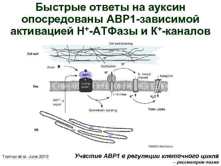 Быстрые ответы на ауксин опосредованы ABP 1 -зависимой активацией Н+-АТФазы и К+-каналов Tromas et