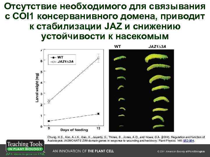 Отсутствие необходимого для связывания с COI 1 консерванивного домена, приводит к стабилизации JAZ и