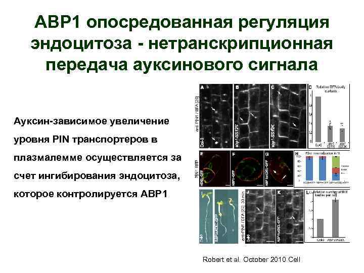 ABP 1 опосредованная регуляция эндоцитоза - нетранскрипционная передача ауксинового сигнала Ауксин-зависимое увеличение уровня PIN