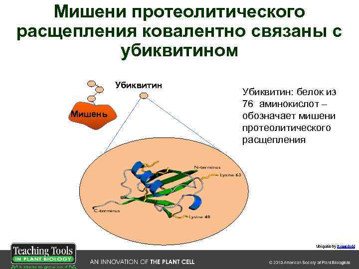 Мишени протеолитического расщепления ковалентно связаны с убиквитином Убиквитин Мишень Убиквитин: белок из 76 аминокислот