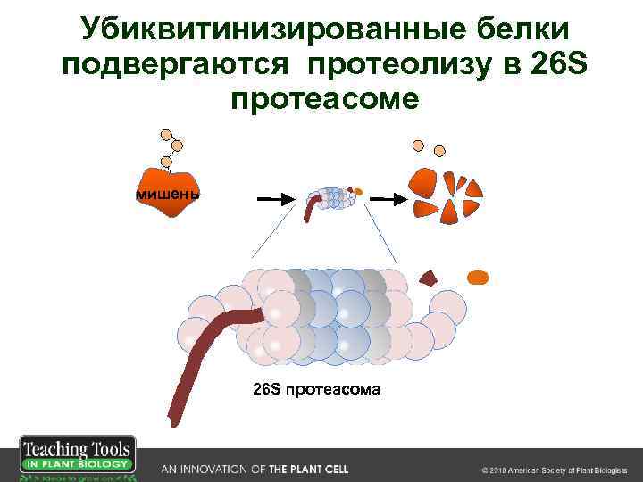 Убиквитинизированные белки подвергаются протеолизу в 26 S протеасоме мишень 26 S протеасома 