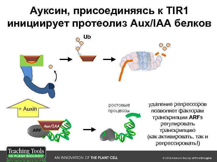 Ауксин, присоединяясь к TIR 1 инициирует протеолиз Aux/IAA белков Ub F-box/ TIR 1 +