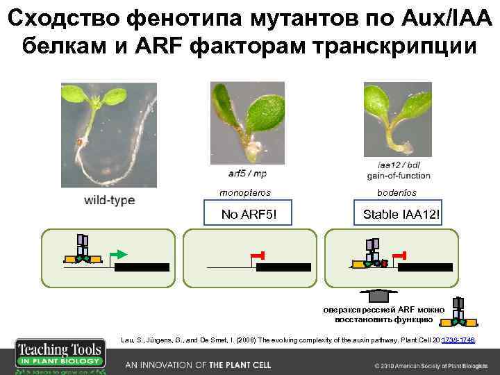 Сходство фенотипа мутантов по Aux/IAA белкам и ARF факторам транскрипции monopteros No ARF 5!