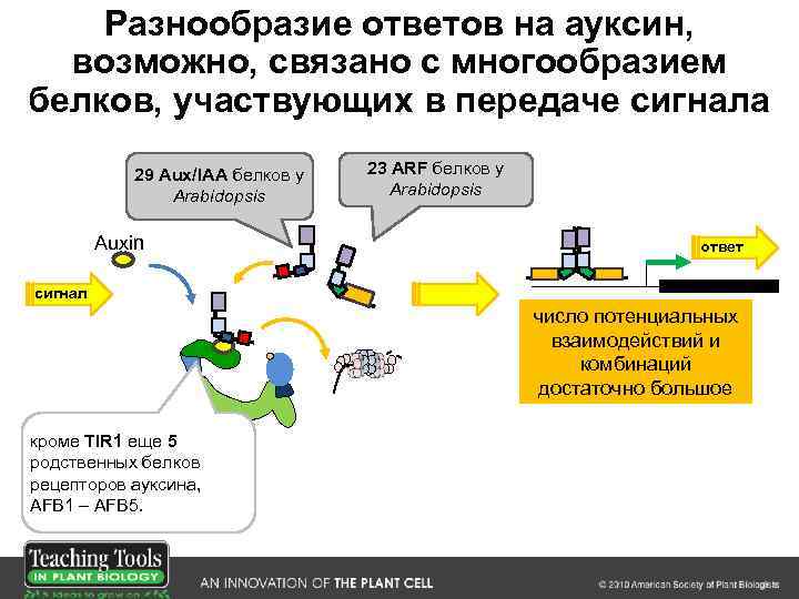 Разнообразие ответов на ауксин, возможно, связано с многообразием белков, участвующих в передаче сигнала 29