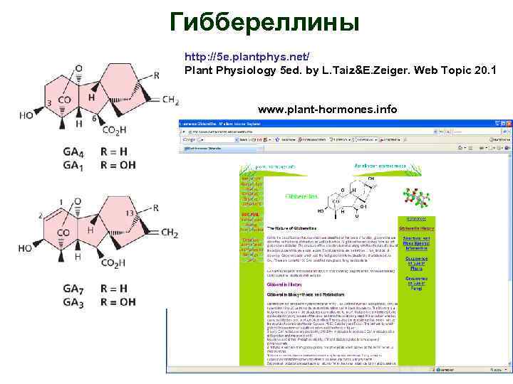 Гиббереллины http: //5 e. plantphys. net/ Plant Physiology 5 ed. by L. Taiz&E. Zeiger.