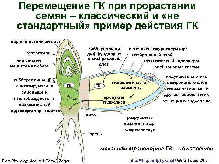 Перемещение ГК при прорастании семян – классический и «не стандартный» пример действия ГК первый