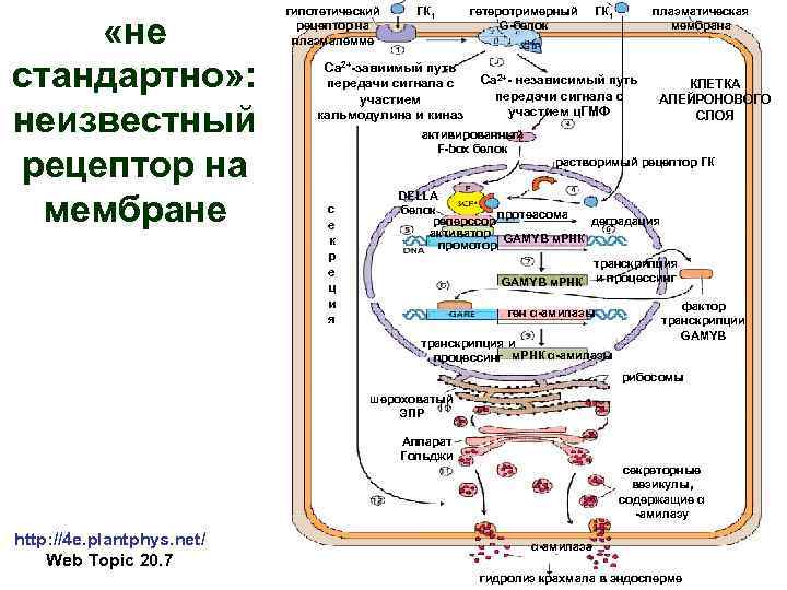  «не стандартно» : неизвестный рецептор на мембране гипотетический рецептор на плазмалемме ГК 1