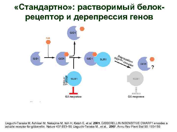  «Стандартно» : растворимый белокрецептор и дерепрессия генов Ueguchi-Tanaka M, Ashikari M, Nakajima M,