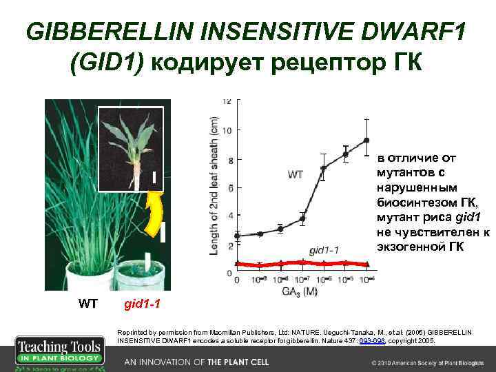 GIBBERELLIN INSENSITIVE DWARF 1 (GID 1) кодирует рецептор ГК в отличие от мутантов с