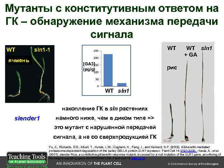 Мутанты с конститутивным ответом на ГК – обнаружение механизма передачи сигнала WT sln 1