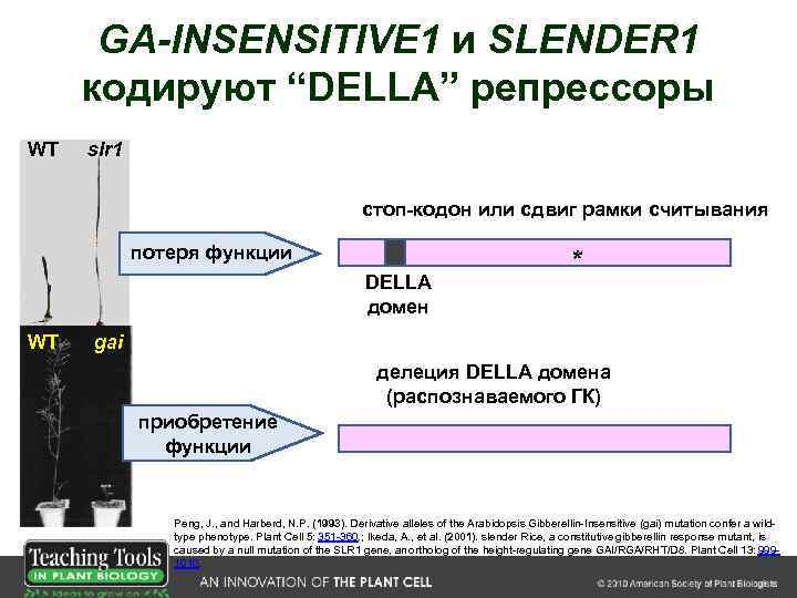 GA-INSENSITIVE 1 и SLENDER 1 кодируют “DELLA” репрессоры WT slr 1 стоп-кодон или сдвиг