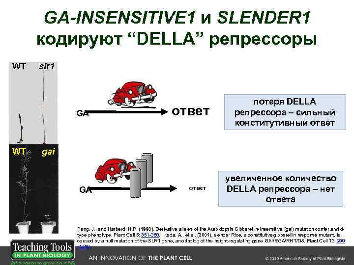 GA-INSENSITIVE 1 и SLENDER 1 кодируют “DELLA” репрессоры WT slr 1 GA WT ответ