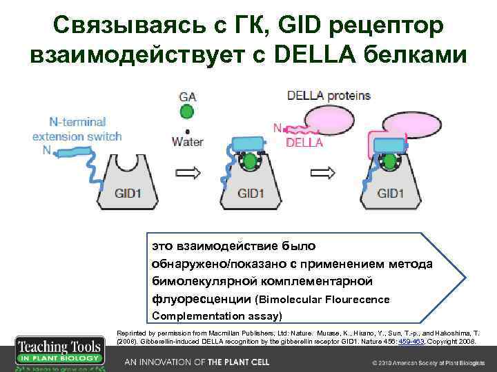 Связываясь с ГК, GID рецептор взаимодействует с DELLA белками это взаимодействие было обнаружено/показано с