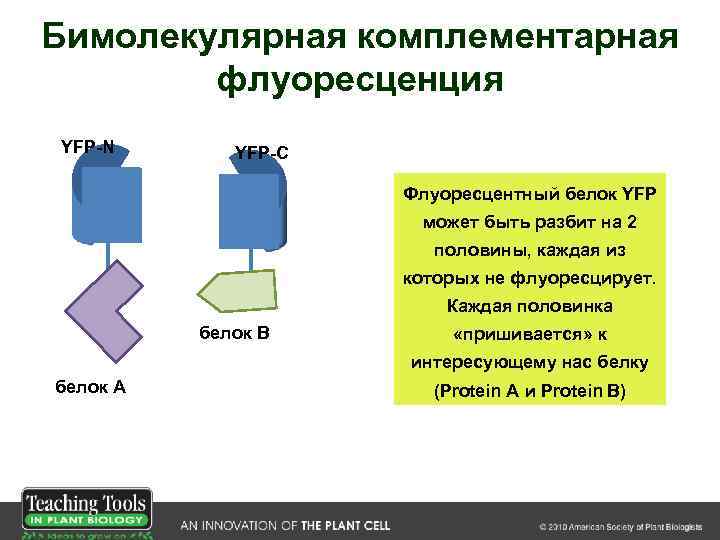 Бимолекулярная комплементарная флуоресценция YFP-N YFP-C Флуоресцентный белок YFP может быть разбит на 2 половины,