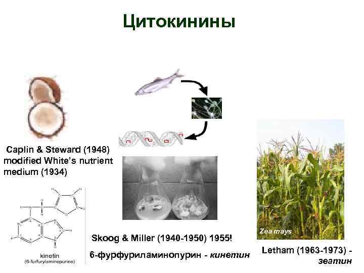 Цитокинины Caplin & Steward (1948) modified White’s nutrient medium (1934) Skoog & Miller (1940