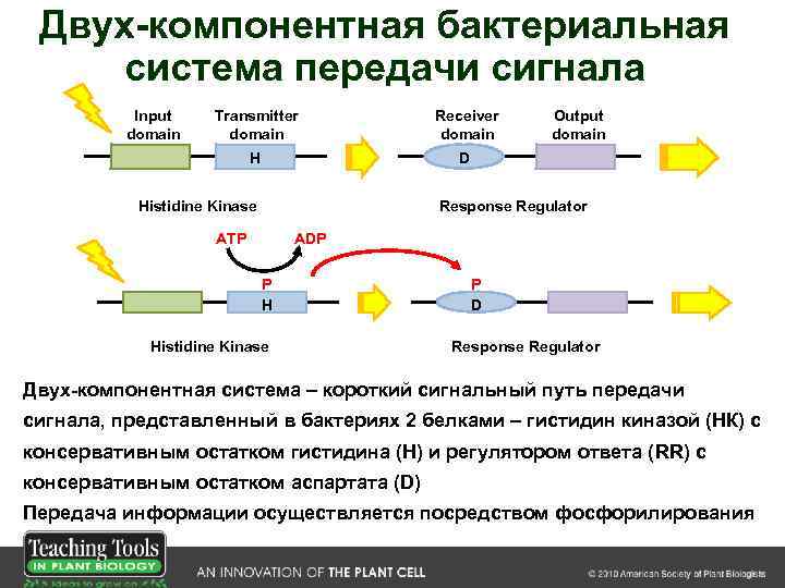 Двух-компонентная бактериальная система передачи сигнала Input domain Transmitter domain Receiver domain H D Histidine