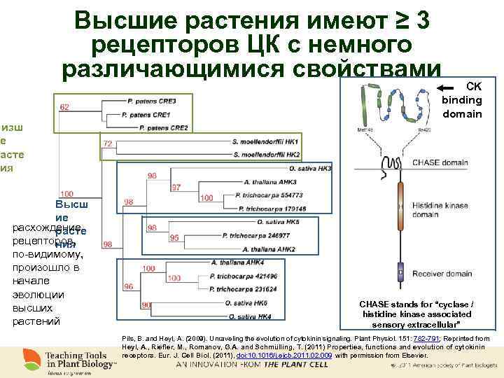 Высшие растения имеют ≥ 3 рецепторов ЦК с немного различающимися свойствами CK binding domain