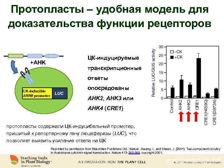 Протопласты – удобная модель для доказательства функции рецепторов ЦК-индуцируемые +AHK транскрипционные ответы CK-inducible ARR