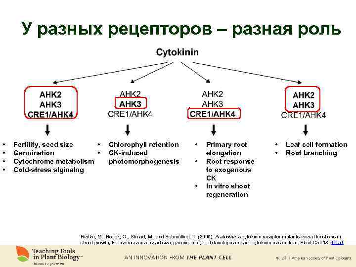 У разных рецепторов – разная роль • • • Fertility, seed size • Germination