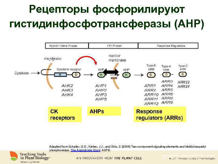 Рецепторы фосфорилируют гистидинфосфотрансферазы (АНР) Type-C ARR 22 ARR 24 CK receptors AHPs Response regulators