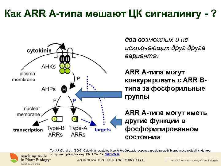 Как ARR А-типа мешают ЦК сигналингу - ? два возможных и не исключающих друга