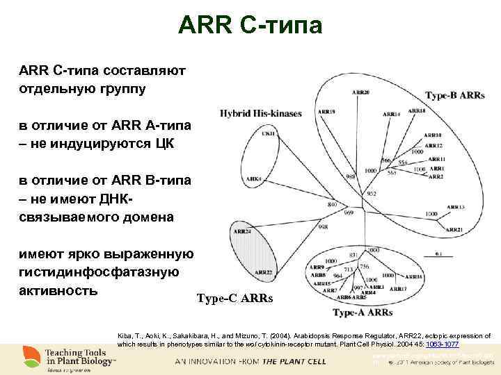 ARR С-типа составляют отдельную группу в отличие от ARR А-типа – не индуцируются ЦК